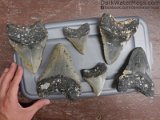 megalodon-tooth-lot-dark-water-megs (3)